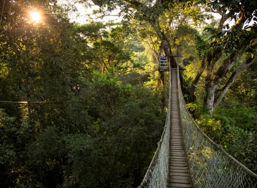 Hanging_bridges