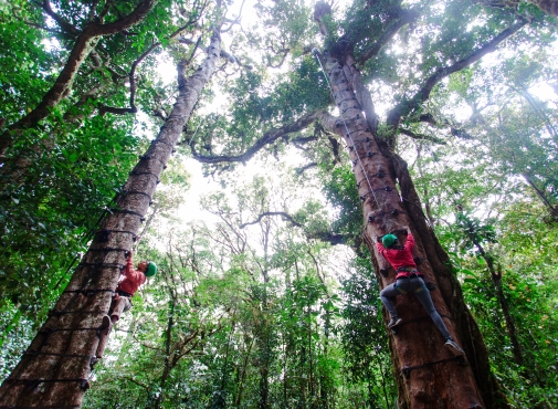 Tree_climbing